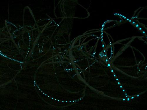 mélytengeri halpapucs