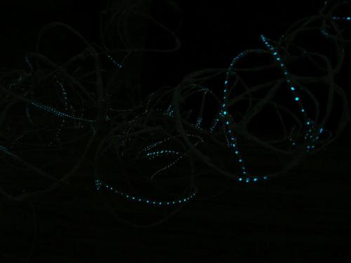 mélytengeri halpapucsok